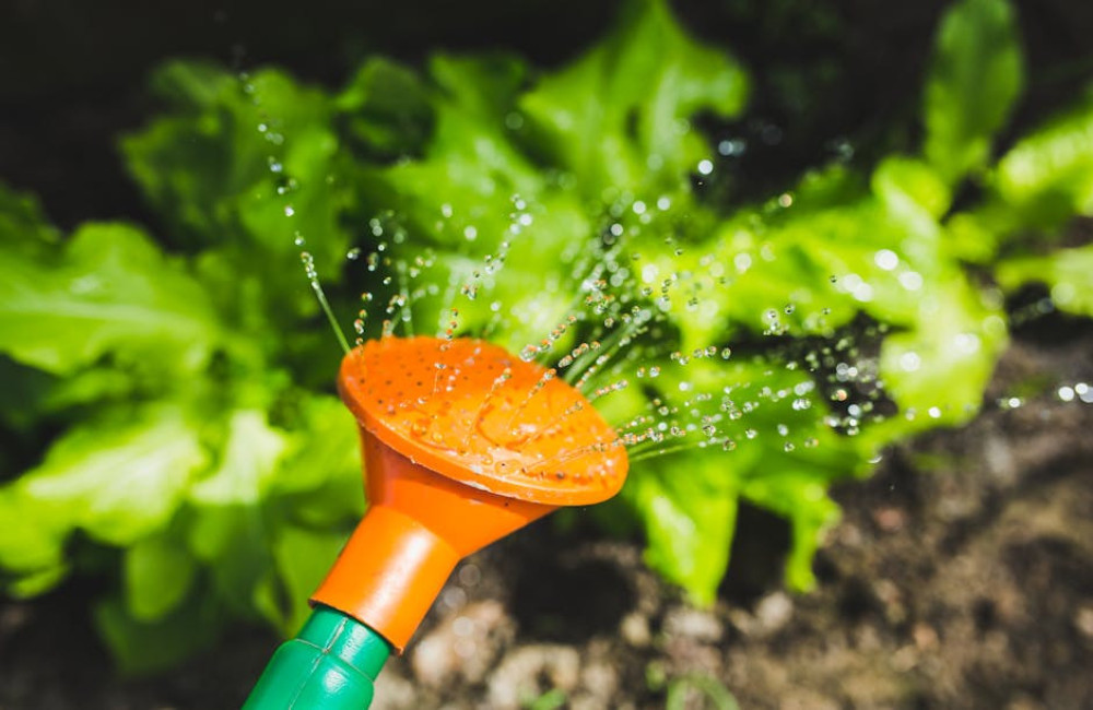 Hoeveel liter water heeft een tomatenplant per dag nodig bij 30 graden